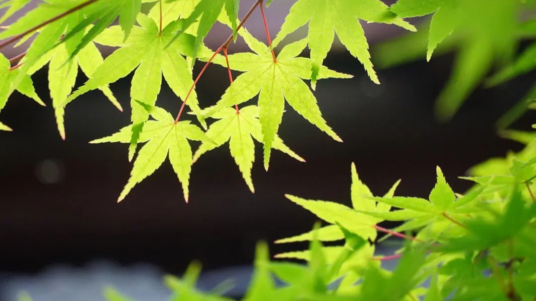 摄图网_507789224_夏日绿叶风光(企业商用).jpg